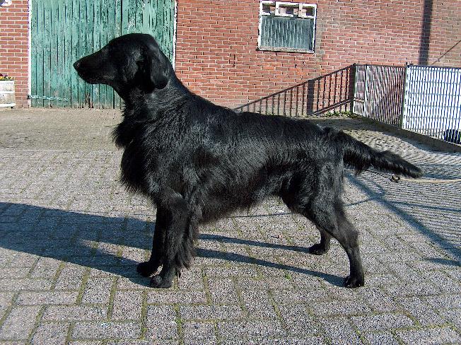 Swallowsflight Kwipars Keen Kane.jpg