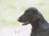 Swallowsflight Everglowing Ember DD our studdogs.jpg