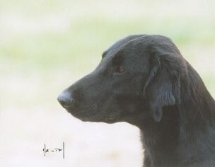 Swallowsflight Excaliburs Enigma our studdogs.jpg