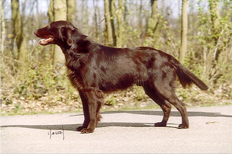brown golden retriever what would a brown golden retriever be called yahoo answers brown golden retriever what would a brown golden retriever be called yahoo answers