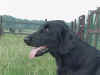 Swallowsflight Loyal Lassie Lizzy
