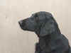 Wizardwood Portia
