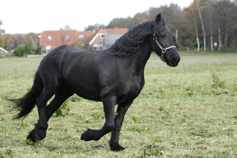 68.jpg