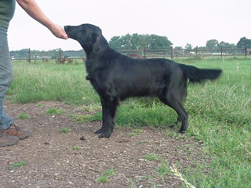 Swallowsflight Loyal Lassie Lizzy