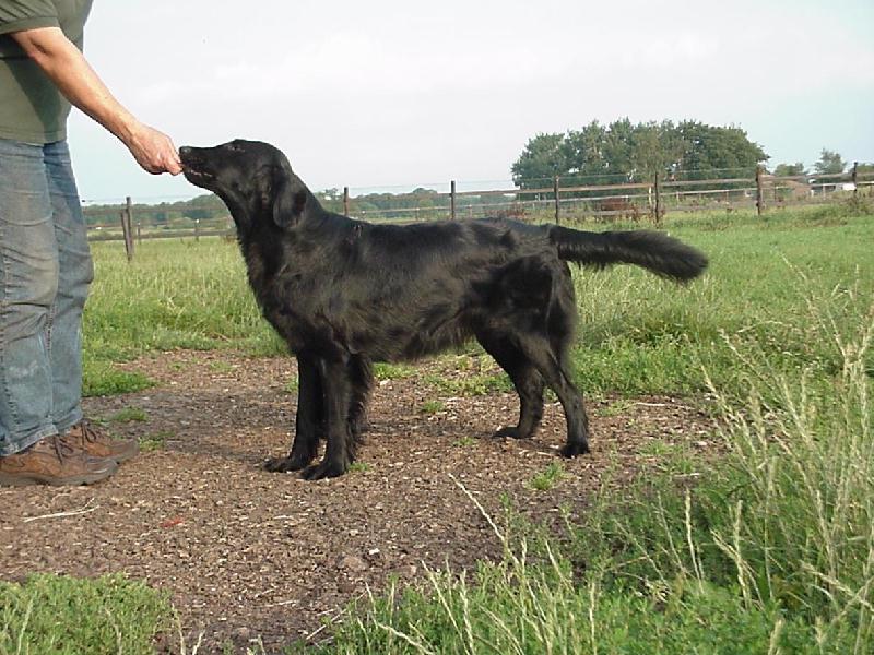 Swallowsflight Sapphire Starlet
