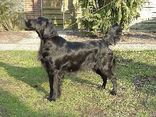 Wizardwood Portia